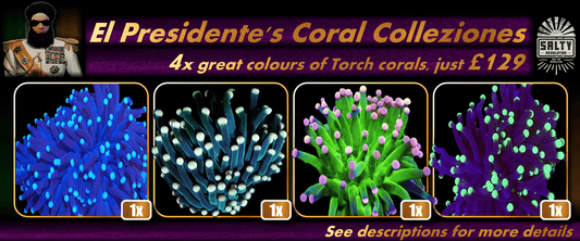 El Presidente's Coral Colleziones - 4x Torch corals in great colours just £129.