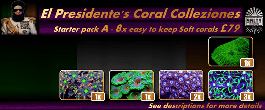 El Presidente's Coral Colleziones - Starter pack A - 8 easy to keep soft corals for just £79.
