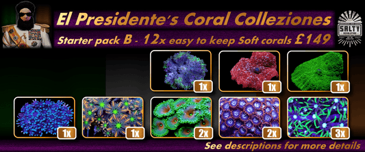 El Presidente's Coral Colleziones - Starter pack B - 12 easy to keep soft corals for just £149.