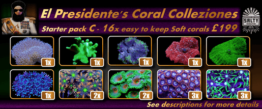 El Presidente's Coral Colleziones - Starter pack C - 16 easy to keep soft corals for just £199.