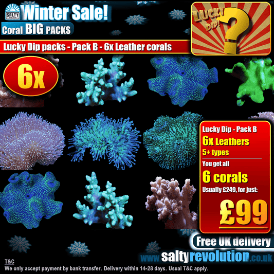Winter Sale - BIG PACKS - Lucky Dip packs! - Pack B - 6x Leather corals £99