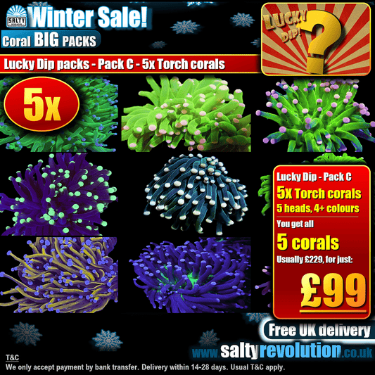 Winter Sale - BIG PACKS - Lucky Dip packs! - Pack C - 5x Torch corals £99