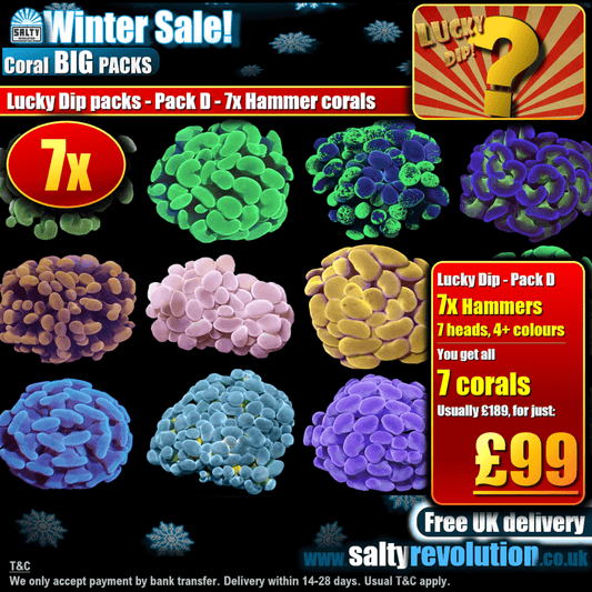 Winter Sale - BIG PACKS - Lucky Dip packs! - Pack D - 7x Branching hammer corals £99