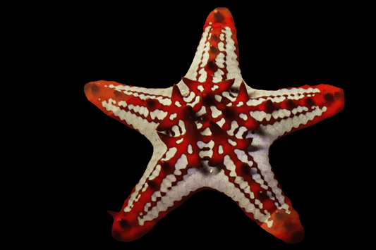 REFUGIUM ONLY - Red Knob starfish!