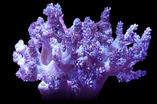 SOFT080 Lavender Cathedral Leather coral 🌴El Presidente grade🌴.