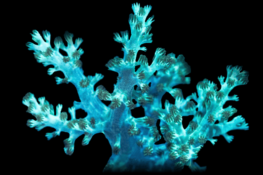 SOFT320 WWC Solomon Hairy Leather coral 💎El Presidente Personale Collezione grade💎 - RARE - Extra bright version