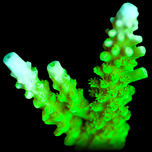 SPS540 Acropora toxic green (Bali slimer).