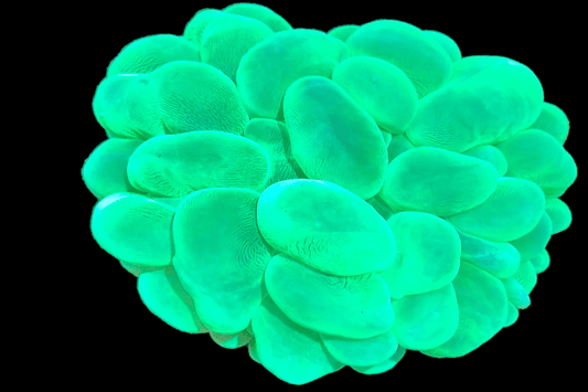 SR496 Bubble coral - Green 🌴El Presidente grade🌴.