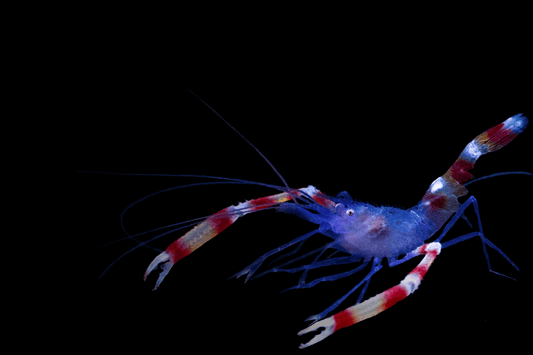 Blue dwarf boxing shrimp (Stenopus tenuirostris).