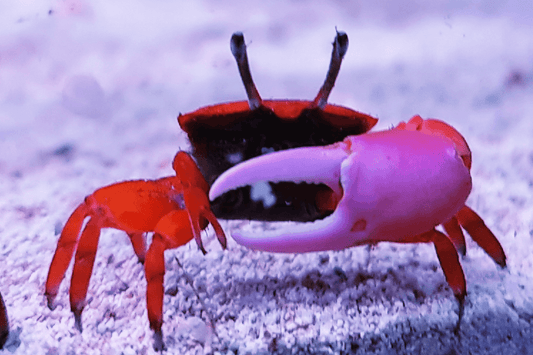 Black & Red Fiddler crab (Uca sp.).