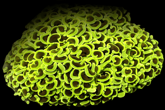 WALL100 Green Walling Hammer coral - mini colony (50-75mm).