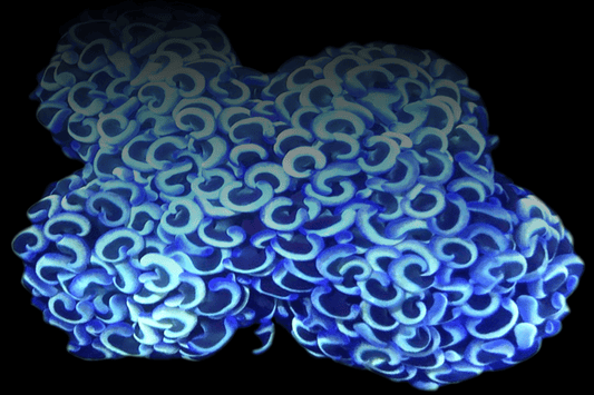 WALL700 Blue Walling Hammer coral - mini colony (50-75mm) 🌴El Presidente grade🌴.