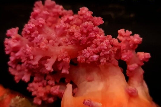 NPS300 Dendro soft coral.
