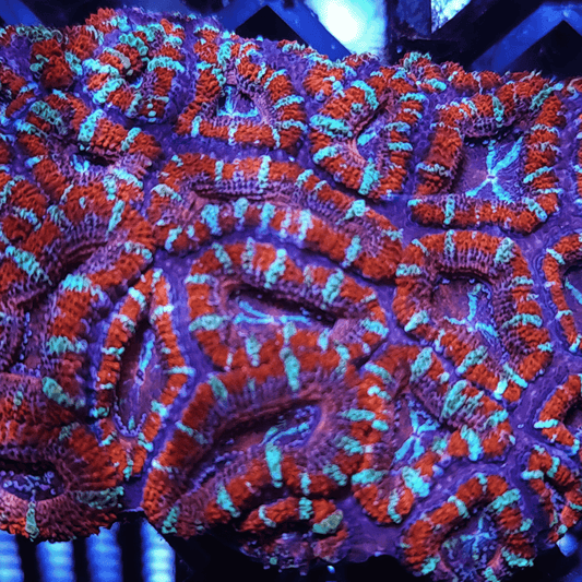 Acan frag 1 head colour L, ACAN550 Howenensis Acan, Red with light dashes.