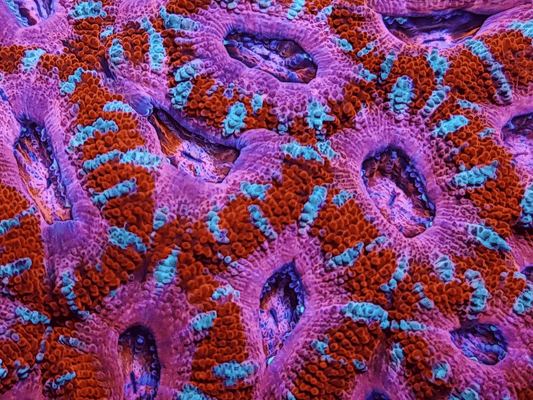 Acan frag 1 head colour Q Pink and red Acan ⭐La Generale grade⭐.