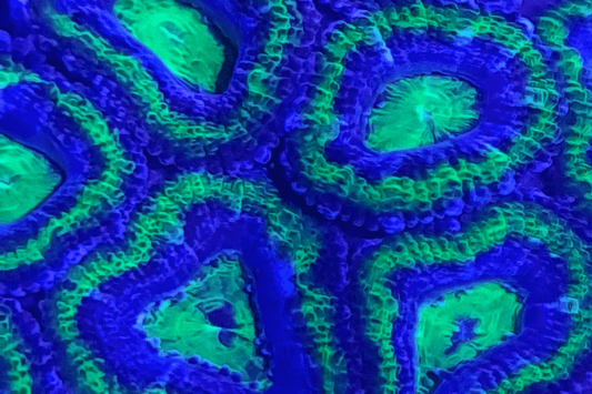 Acan frag 1 head colour Y, Double ring, green and purple.