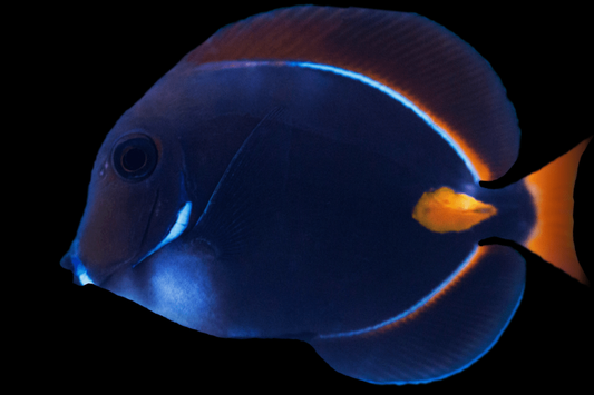 Achilles tang (Acanthurus achilles). - WARNING Very aggressive fish.