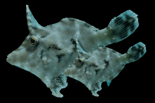 Aiptasia Eating Filefish (Acreichthys tormentosus).