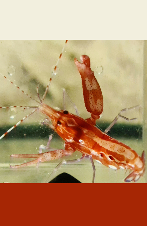 Caribbean scarlet pistol shrimp (Alpheus armatus).