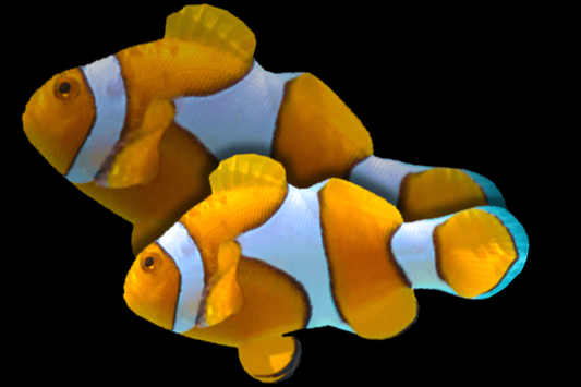Clownfish (Amphiprion ocellaris).