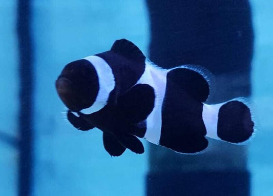 Black and white Clownfish (Amphiprion percula, black).
