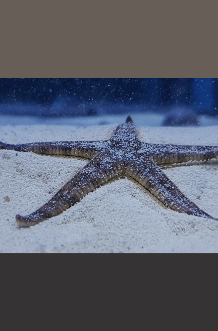 Sand sifting starfish.