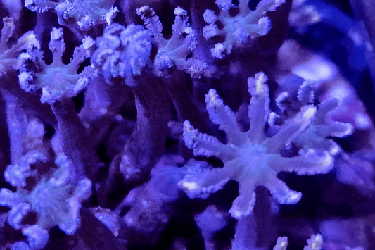 CLAV100 Lilac Clove polyps.