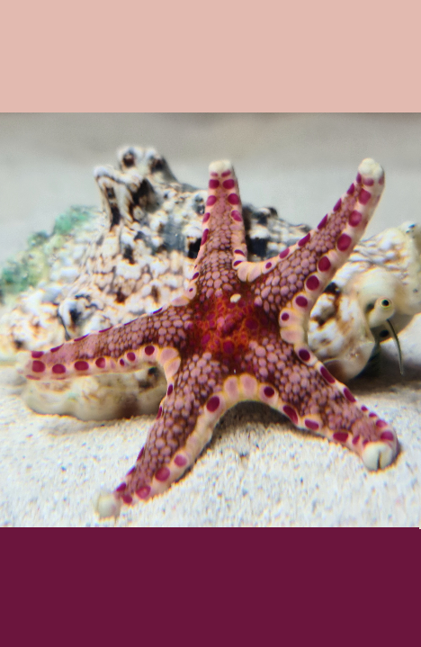 RARE - Hefferman's starfish
