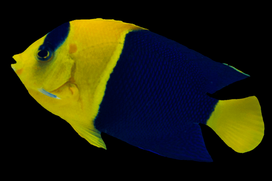 Bicolor angelfish (Centropyge bicolor).