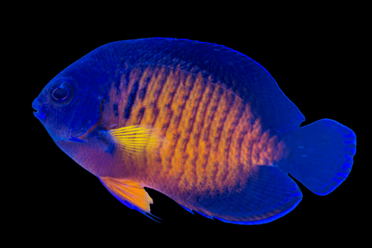Coral beauty (Centropyge bispinosa).