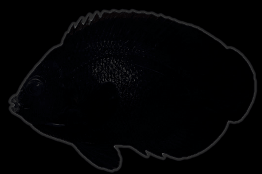 Black hole dwarf angelfish (Centropyge nox).
