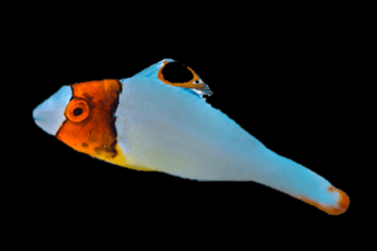 Bicolor parrotfish (Cetoscarus bicolor) juvenile.
