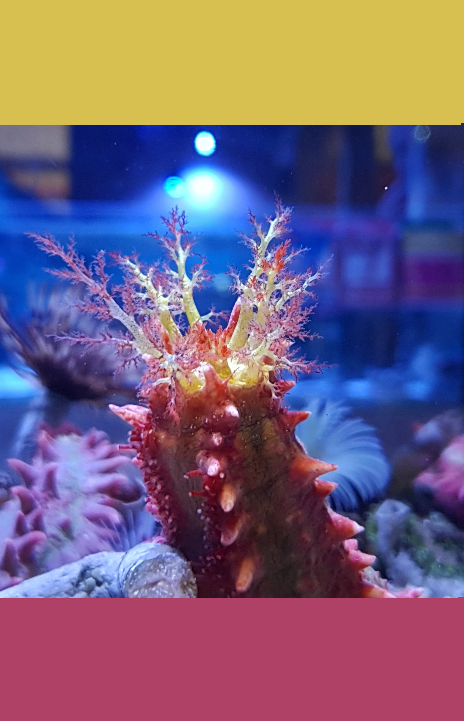 RARE - Pink sea cucumber