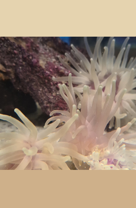 Condy anemone (standard grade)