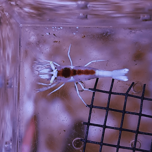 Crinoid shrimp, species 02