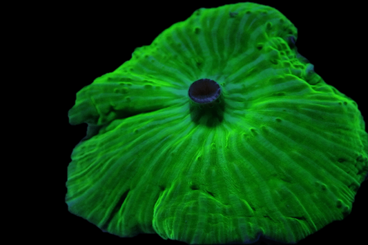 DISCO201 Super Green Disco mushroom 🌴El Presidente grade🌴. - SPECIAL ORDER ITEM (see text).