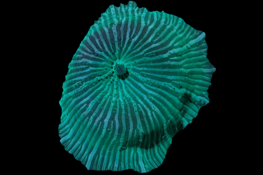 DISCO460 Striped dark green Disco mushroom.
