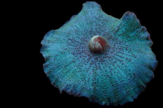 DISCO725 Ocean turquoise Disco mushroom 🌴El Presidente grade🌴.