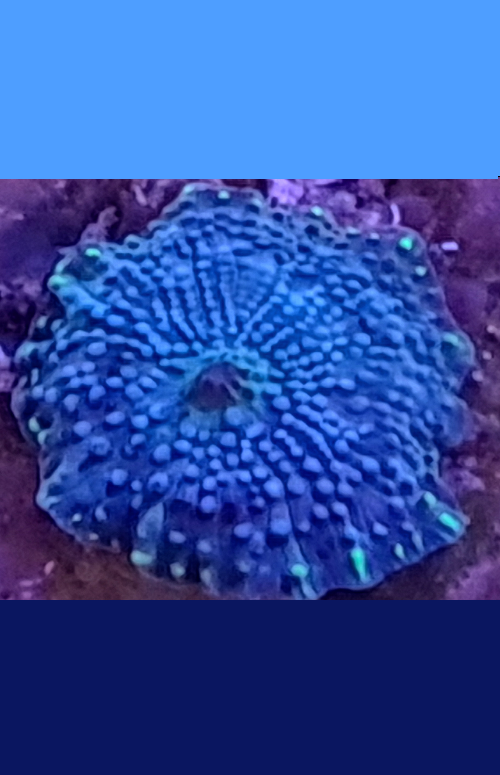 DISCO841 ★ULTRA GRADE★ Blue with green spots mushroom (tiny).