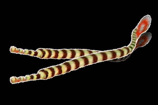 Banded pipefish (Dunckerocampus dactyliophorus).