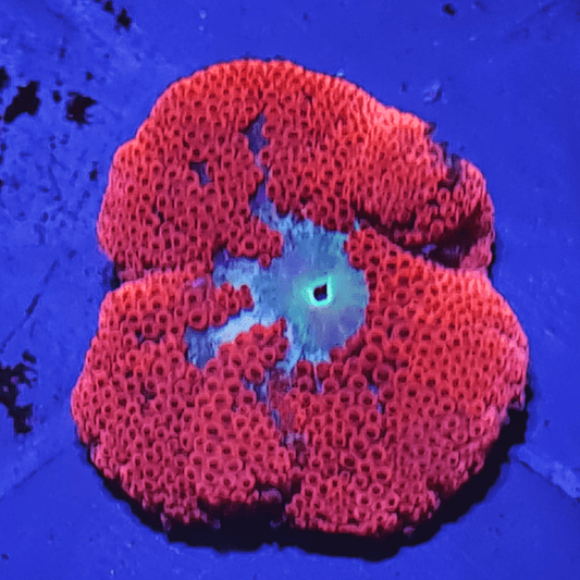 Bright red mini carpet anemone 🌴El Presidente grade🌴.