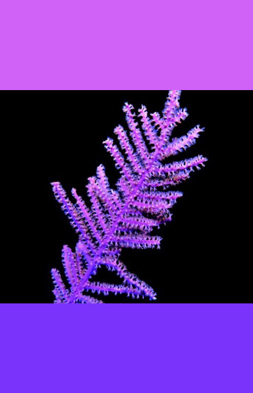 FAN650 Purple Plume Gorgonian.