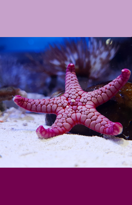 RARE - Pink lava starfish