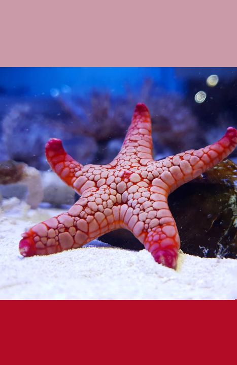 Red lava starfish