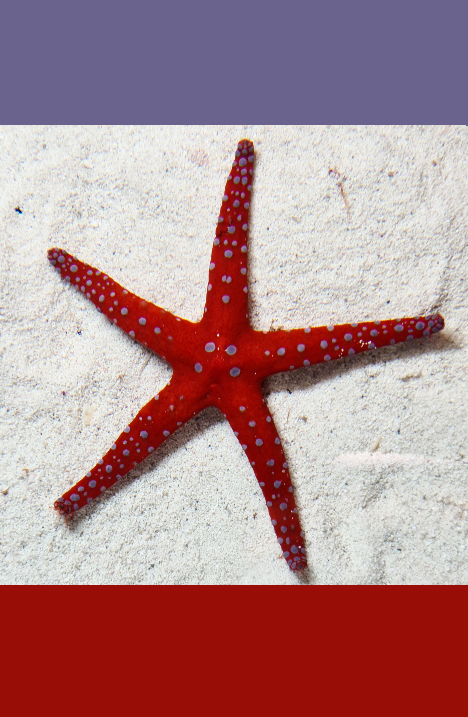 VERY RARE - Superman starfish