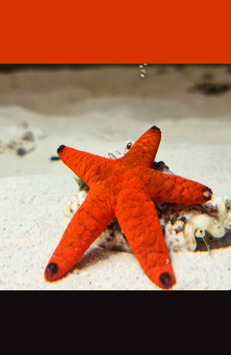 Black tip red starfish