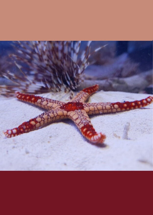 Tiled starfish