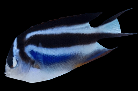 Bellus angelfish (Genicanthus bellus).