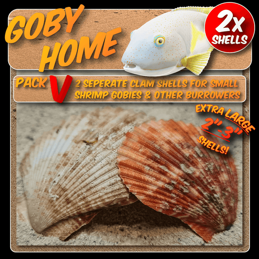 Goby home pack V - 2x Shells - Two separate clam shells for small shrimp gobies, and other burrowers.