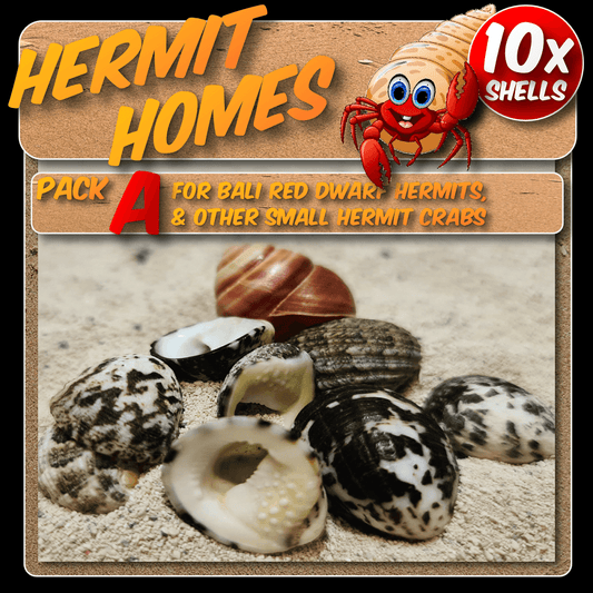 Hermit homes pack A - 10x Shells suitable for Bali red dwarf and other small hermits.